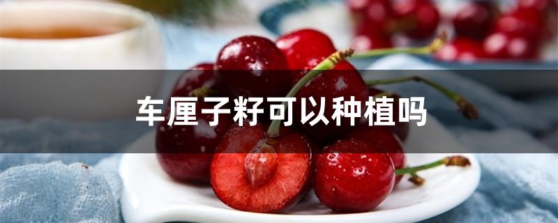 车厘子籽可以种植吗 车厘子籽可以种植吗