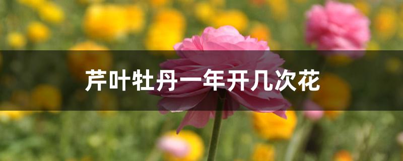 芹叶牡丹一年开几次花