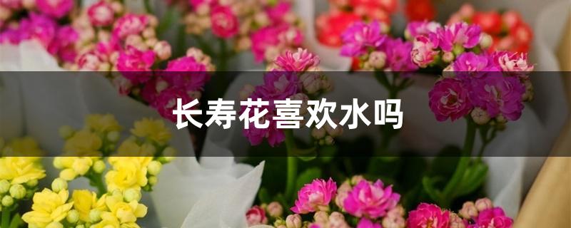 长寿花喜欢水吗