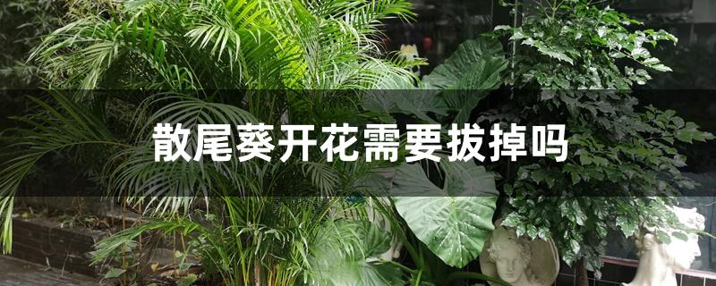 散尾葵开花需要拔掉吗