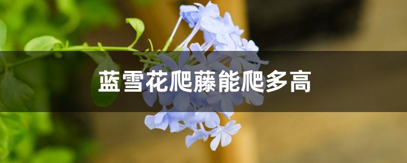 蓝雪花爬藤能爬多高