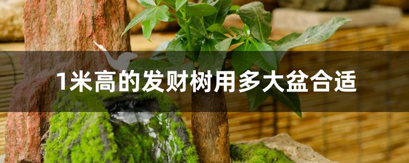 1米高的发财树用多大盆合适