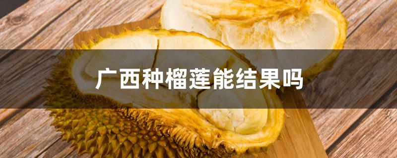 广西种榴莲能结果吗