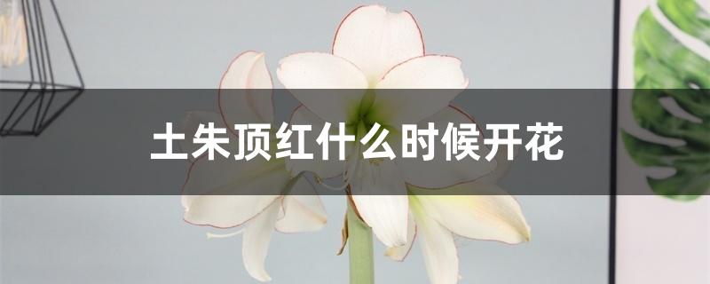 土朱顶红什么时候开花