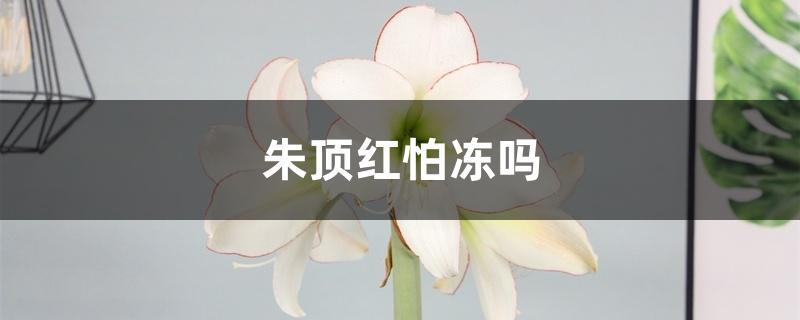 朱顶红怕冻吗