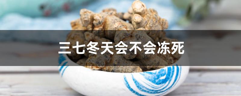 三七冬天会不会冻死 三七冬天会不会冻死