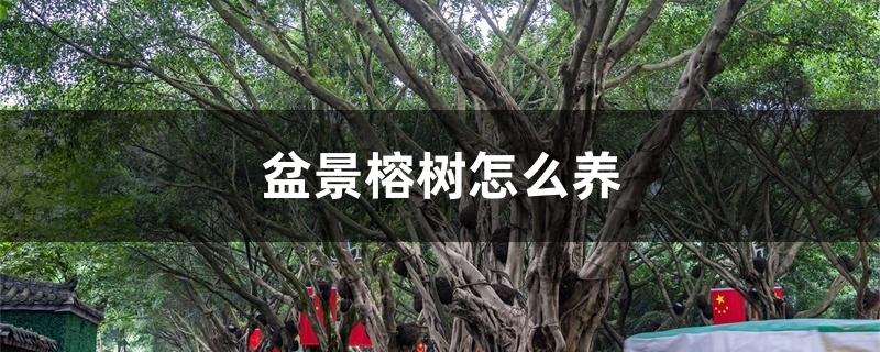 盆景榕树怎么养