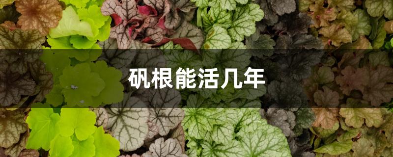 矾根能活几年