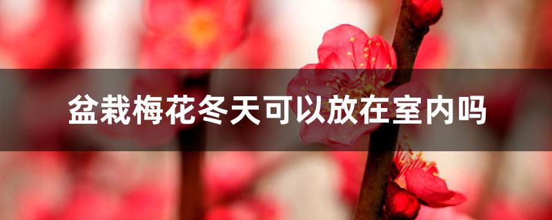 盆栽梅花冬天可以放在室内吗