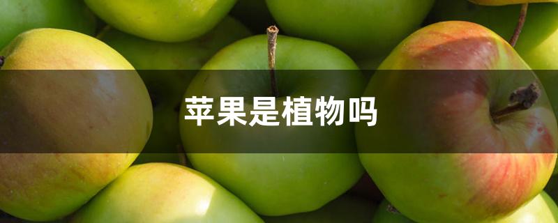 苹果是植物吗