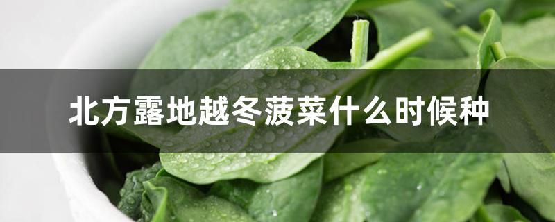 北方露地越冬菠菜什么时候种