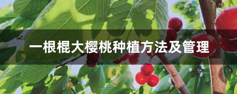 一根棍大樱桃种植方法及管理