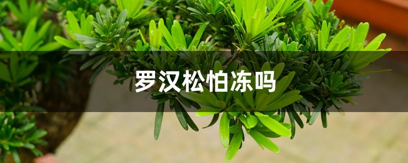 罗汉松怕冻吗