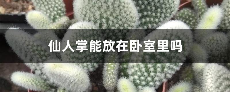 仙人掌能放在卧室里吗