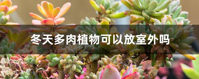 冬天多肉植物可以放室外吗