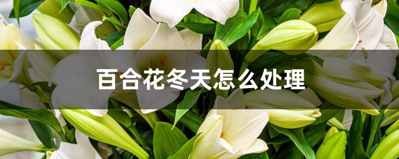 百合花冬天怎么处理