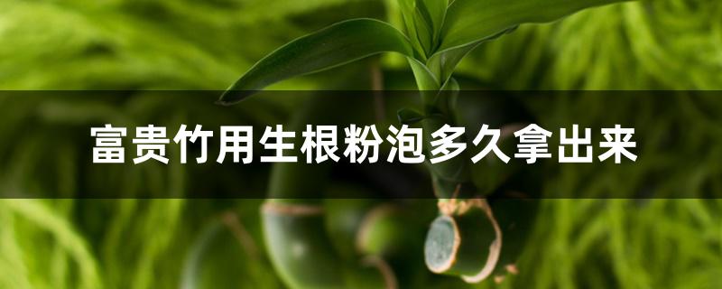 富贵竹用生根粉泡多久拿出来