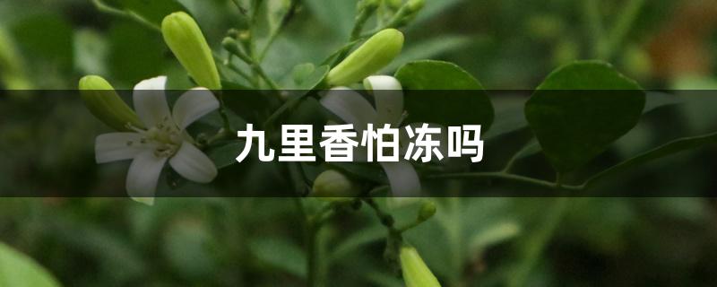 九里香怕冻吗