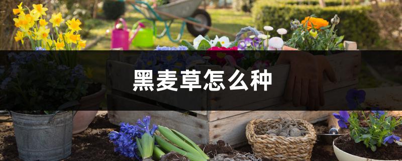 黑麦草怎么种