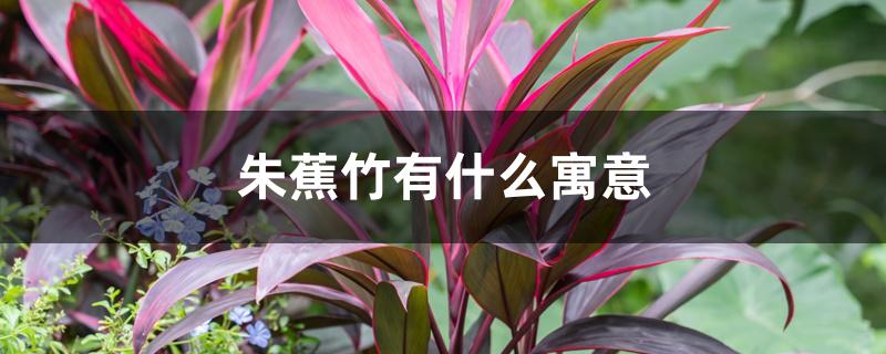 朱蕉竹有什么寓意