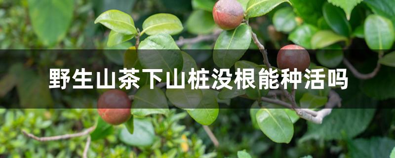 野生山茶下山桩没根能种活吗 野生山茶下山桩没根能种活吗