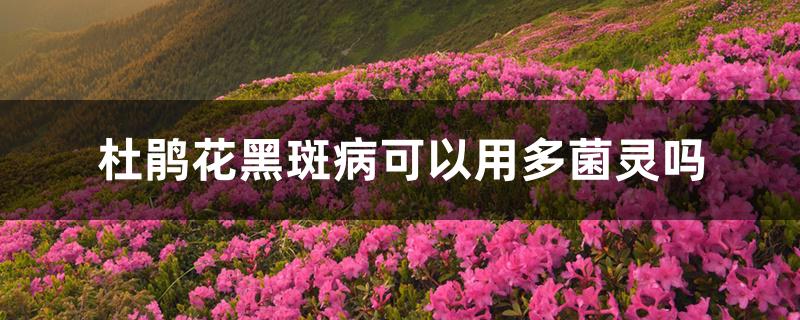 杜鹃花黑斑病可以用多菌灵吗