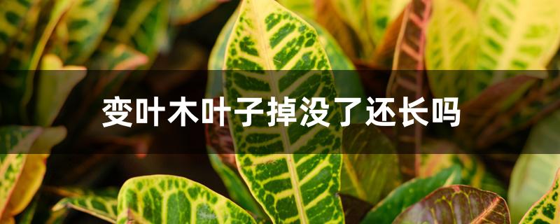 变叶木叶子掉没了还长吗