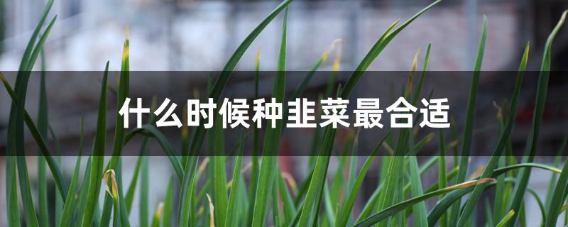 什么时候种韭菜最合适 什么时候种韭菜最合适