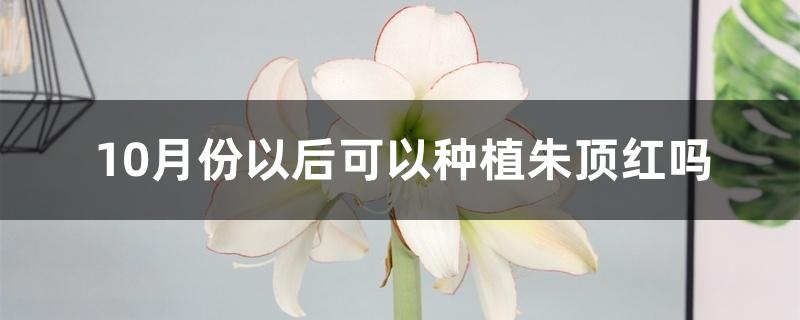 10月份以后可以种植朱顶红吗