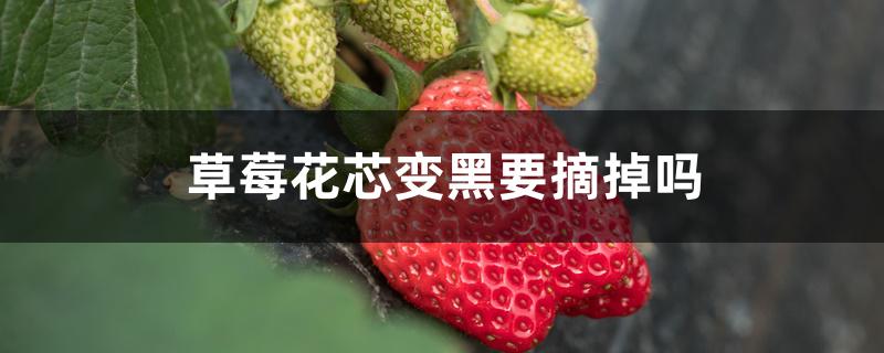 草莓花芯变黑要摘掉吗