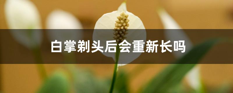 白掌剃头后会重新长吗