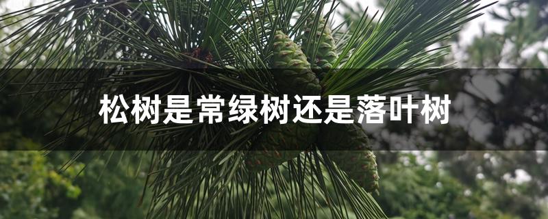 松树是常绿树还是落叶树