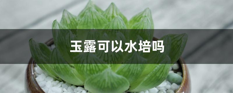 玉露可以水培吗 玉露可以水培吗