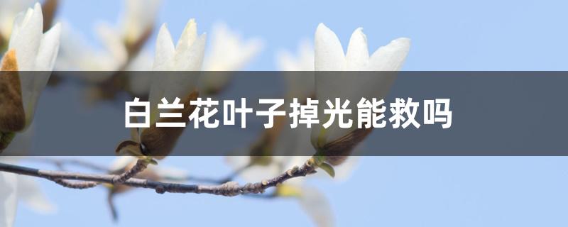 白兰花叶子掉光能救吗