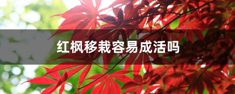 红枫移栽容易成活吗