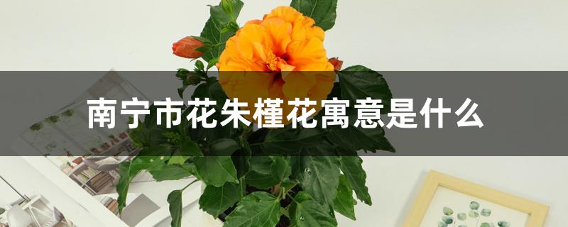 南宁市花朱槿花寓意是什么