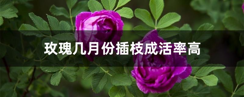 玫瑰几月份插枝成活率高