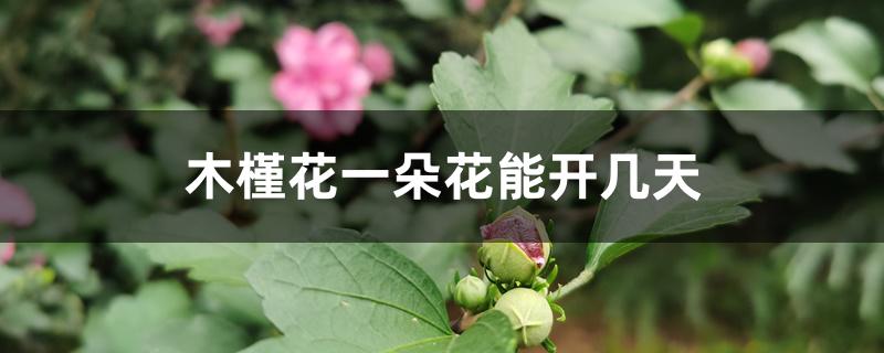 木槿花一朵花能开几天