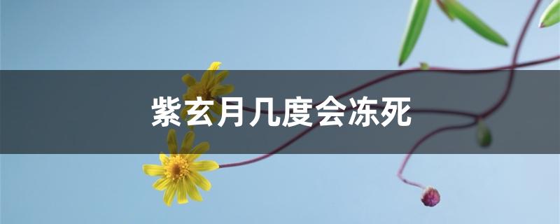 紫玄月几度会冻死