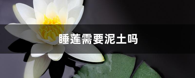 睡莲需要泥土吗