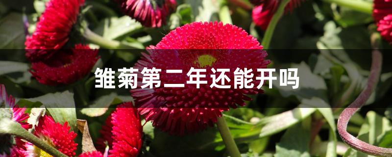 雏菊第二年还能开吗 雏菊第二年还能开吗