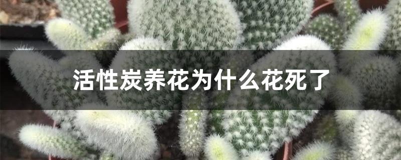 活性炭养花为什么花死了