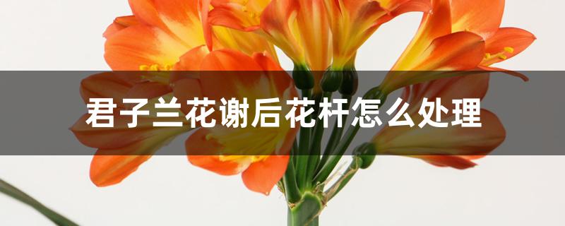 君子兰花谢后花杆怎么处理