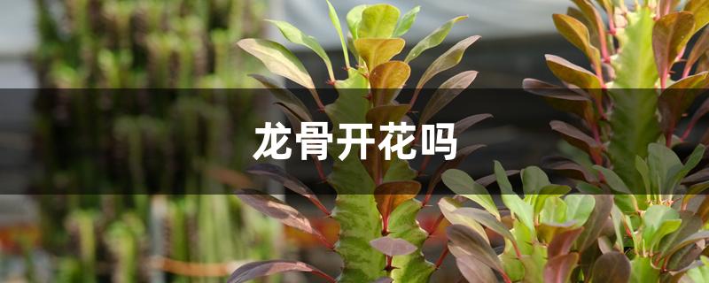 龙骨开花吗