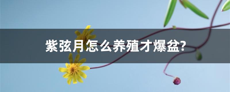 紫弦月怎么养殖才爆盆?