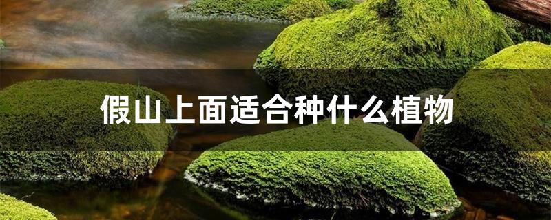 假山上面适合种什么植物