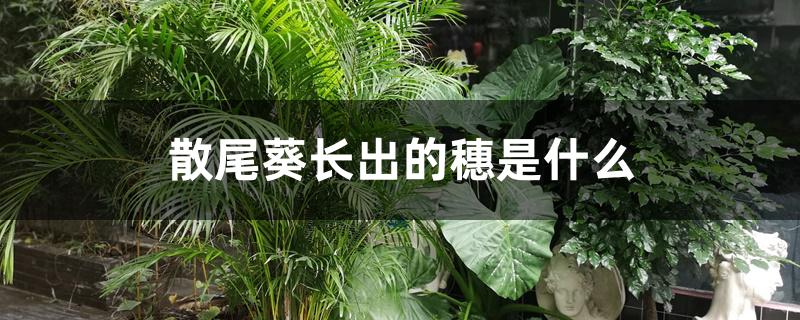 散尾葵长出的穗是什么