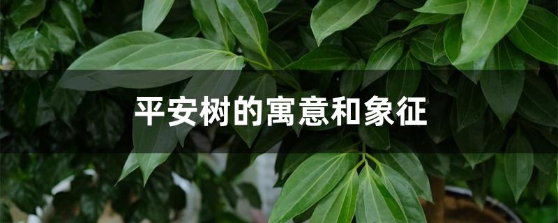 平安树的寓意和象征