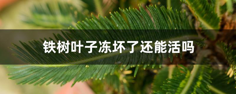 铁树叶子冻坏了还能活吗 铁树叶子冻坏了还能活吗