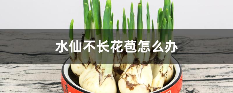 水仙不长花苞怎么办